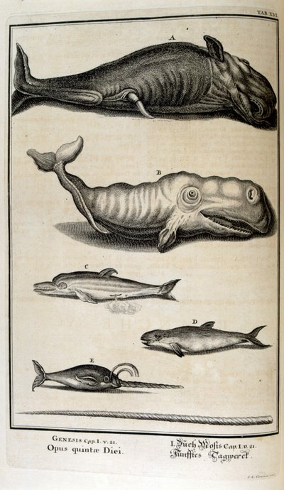 Kobberstikk fra 'Physica Sacra' av den sveitsiske lærde. Johann Jakob Scheuchzer av Johann Jakob Scheuchzer