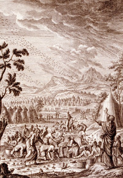 Hebreere som kjemper mot en gresshoppeplag av Johann Jakob Scheuchzer
