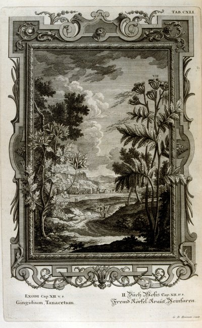 Illustrasjon av Johann Jakob Scheuchzer