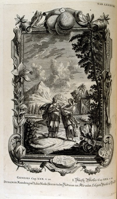 Mandragora plante. Det er ofte kjent som mandrake av Johann Jakob Scheuchzer