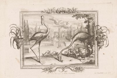 Twee flamingoer Aves dicta Flaminges ex India Occidentali (tittel på objekt) av Johann Jakob Stelzer