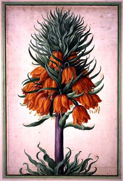Fritillaria imperialis (imperial krone) plate 25 fra Nassau Florilegium (akvarell på papir) av Johann Jakob Walther