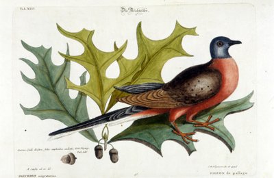 Trekkdue, nå utdødd. Zoo, Seligman 1749 av Johann Michael Seligmann