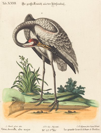 Grus Americana, høy major av Johann Michael Seligmann after George Edwards