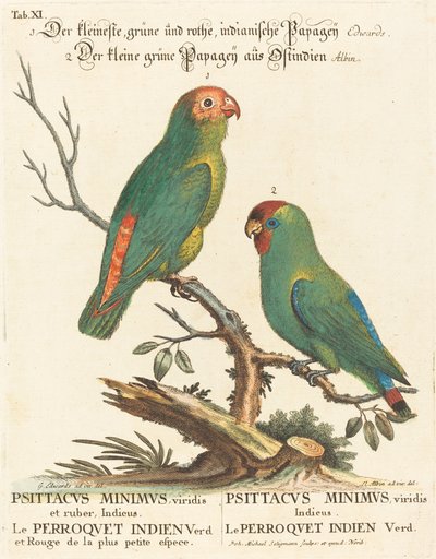 Papegøye (Le Perroquet Indien. Psittacus Minimus) av Johann Michael Seligmann after George Edwards