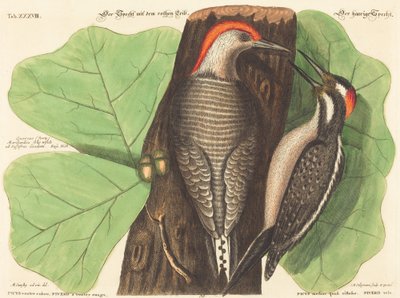 Den røde magespett (Picus Carolinus) av Johann Michael Seligmann after Mark Catesby