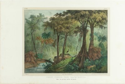 Virgin Forest nær Manqueritipa. Fra Picturesque Journey in Brazil, 1835. av Johann Moritz Rugendas