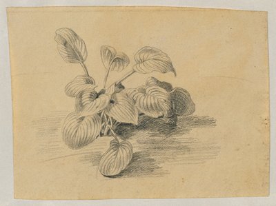 Studie av en løvplante av Johann Peter Krafft