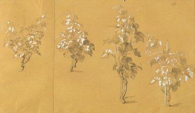 Weinstock, Studie for "Hermann og Dorothea i vingården" av Johann Peter Krafft