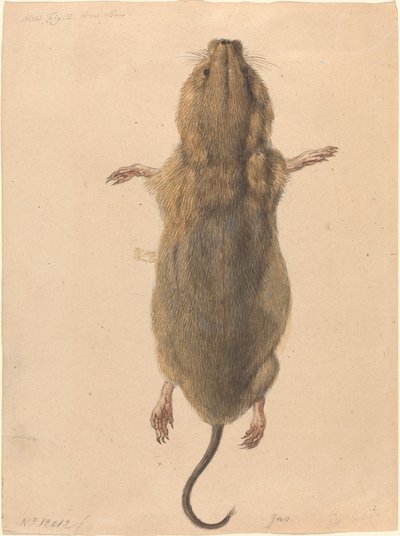 En feltmus fra oven av Johann Rudolph Schellenberg