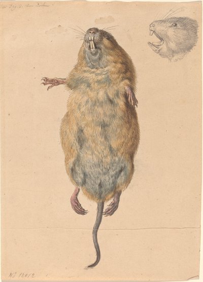 En feltmus, nedenfra av Johann Rudolph Schellenberg