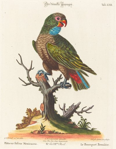 Papegøye (Le Parrot Brunatre. Pfittacus Fulcus Mexicanus) av Johann Sebastian Leitner after George Edwards
