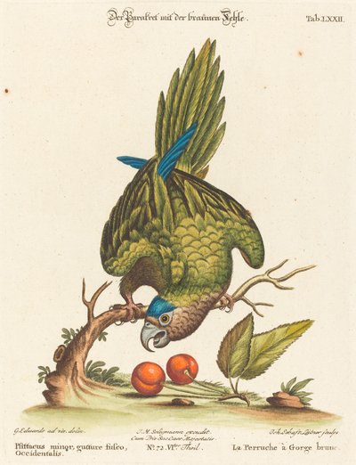 Mindre brunstrupet parakitt, vestlig av Johann Sebastian Leitner after George Edwards