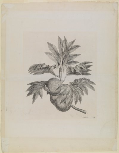  av Johann Sebastien Muller
