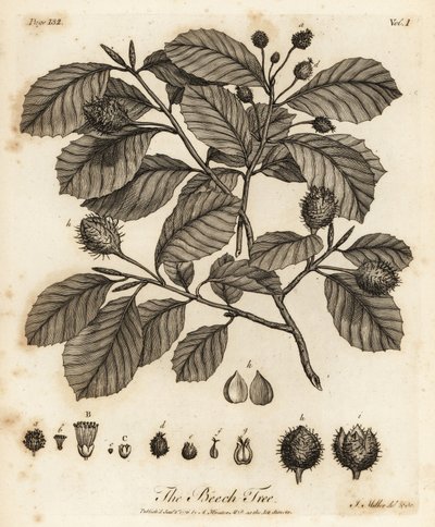 Europeisk bøk eller vanlig bøk, Fagus sylvatica. av Johann Sebastien Muller