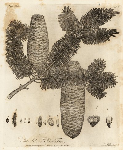 Europeisk sølvgran, Abies alba. av Johann Sebastien Muller