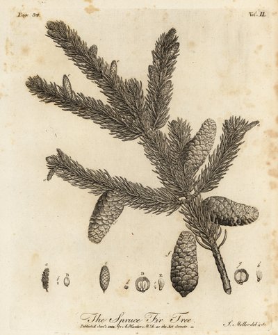 Edelgran eller europeisk gran, Picea abies av Johann Sebastien Muller