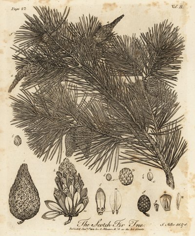 Småfuru, Pinus sylvestris. av Johann Sebastien Muller