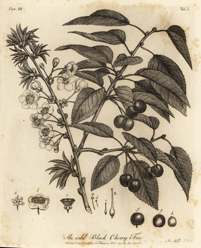 Surkirsebær, syrlig kirsebær eller dvergkirsebær, Prunus cerasus. av Johann Sebastien Muller
