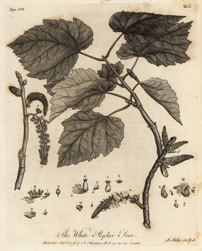 Hvit poppel, Populus alba. av Johann Sebastien Muller