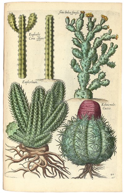 Kaktus, 1641 av Johann Theodor de Bry