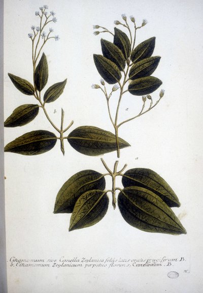 Cinnamomum Zeylanicum (Ceylon Cinnamomum) - Gravering av herbariet av J.W. Weinmann i 1737. av Johann Wilhelm Weinman
