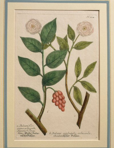 Vestlig balsambusk, farget gravering av Johann Wilhelm Weinmann