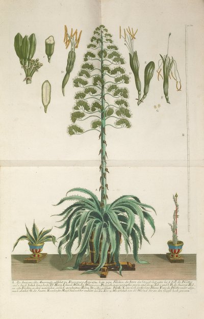 Gravert og mezzotint plate av Aloe Americana folio Mucronato, ca. 1735-1737 av Johann Wilhelm Weinmann