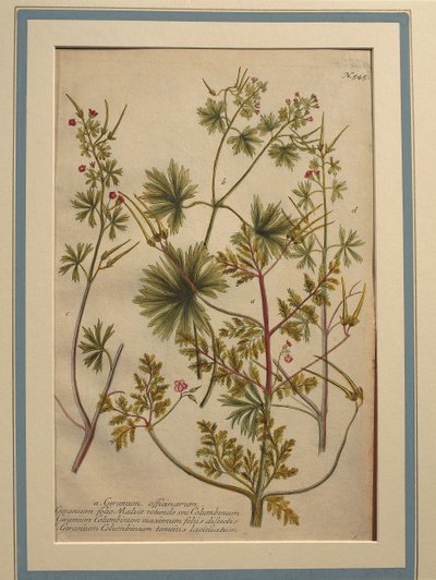 Urt Robert (Geranium robertianum), farget gravering av Johann Wilhelm Weinmann
