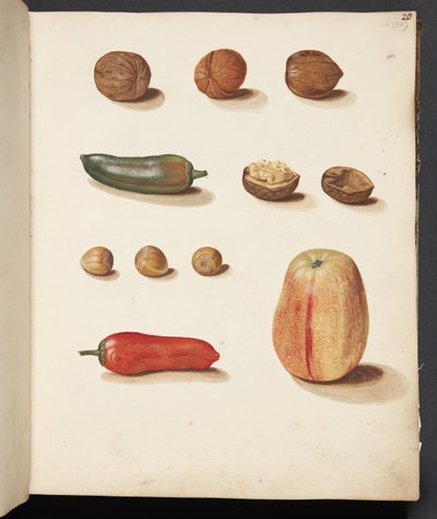 Studie av eple, nøtter og paprika av Johanna Fosie