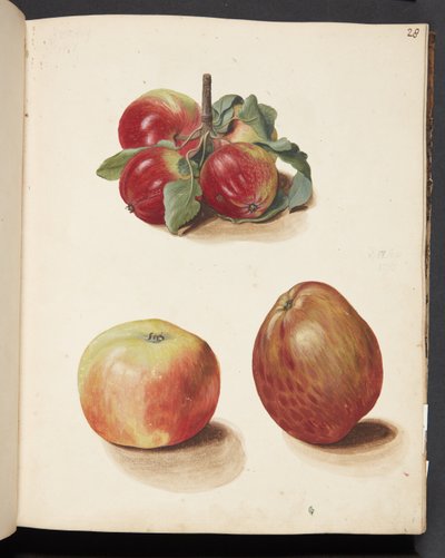 Studie av epler av Johanna Fosie