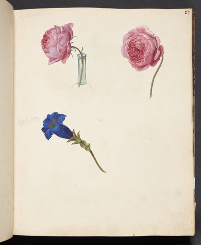 Studie av rosa rose og blå blomst av Johanna Fosie