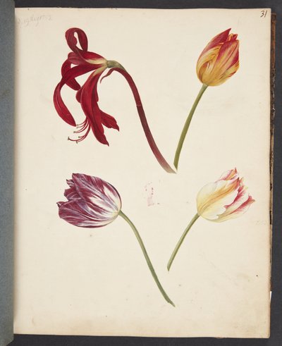 Studie av tulipaner av Johanna Fosie