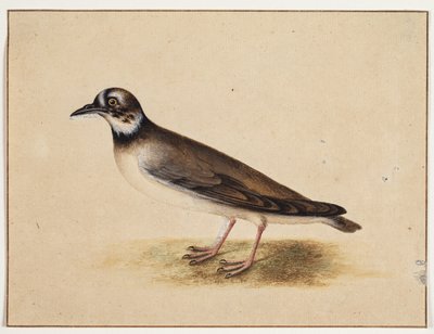 Fugl av Johannes Bronckhorst