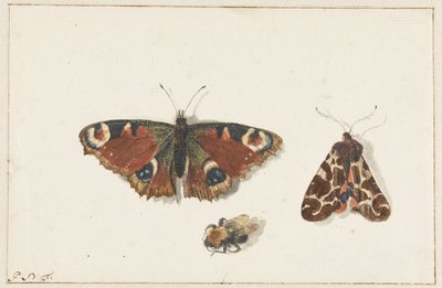 Sommerfugl, møll og humle av Johannes Bronkhorst