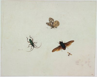 Fire insekter, slutten av 1600-tallet. av Johannes Bronkhorst