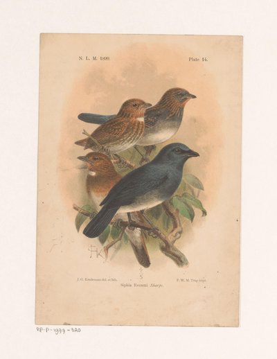 Fire fugler på en gren Siphia Everetti Sharpe (tittel på objekt) av Johannes Gerardus Keulemans