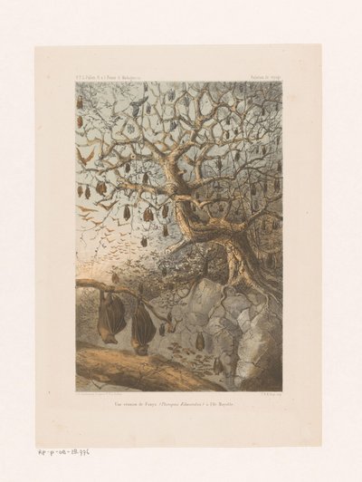 Vleermuizen i en boom Et møte med Fanys (Pteropus Edwardsii) på Mayotte Island (tittel på objekt) Reiseforhold (serietittel på objekt) av Johannes Gerardus Keulemans