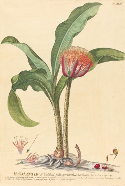 Haemanthus av Johannes Jacob Haid and Johannes Elias Haid after Georg Ehret