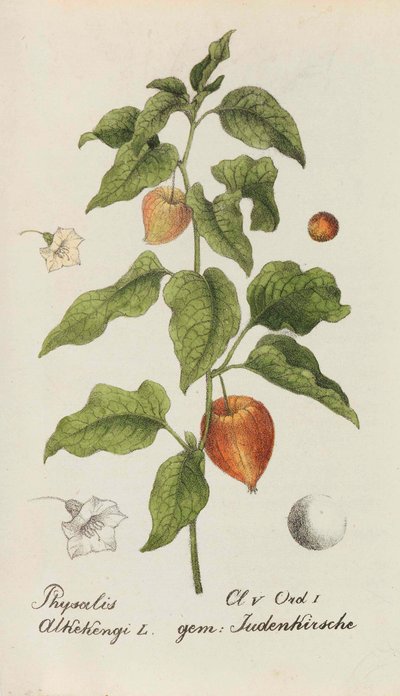 Samling av sveitsiske planter, 1825-1846. av Johannes Jacob Hegetschweiler