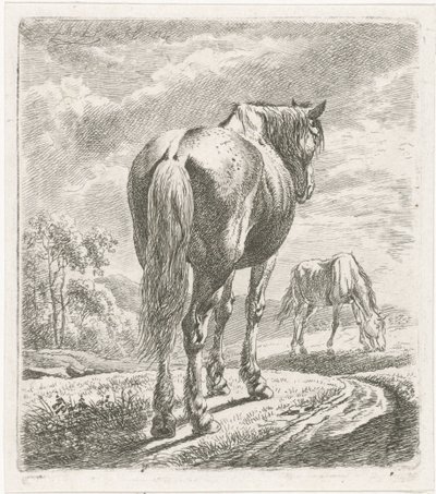Hest sett bakfra av Johannes Mock