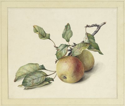 To epler på en gren av Johannes Reekers (II)