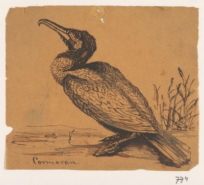 Skarv Cormoran (tittel på objekt) av Johannes Tavenraat