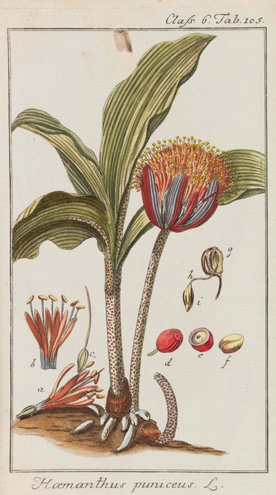 Utvalg av vakre og sjeldne planter, 1795-1798. av Johannes Zorn