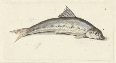 gondol av Johannes le Francq van Berkhey