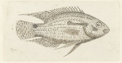 Tropisk fisk Chromis epse av Johannes le Francq van Berkhey