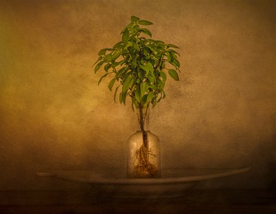 Stilleben med potteplanter av John-Mei Zhong