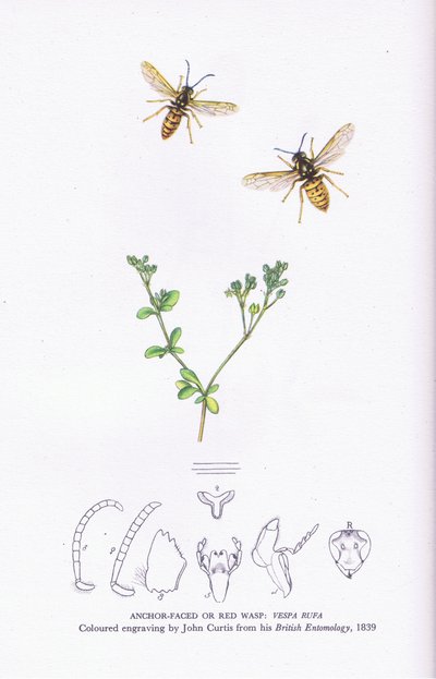 Anchor Faced or Red Wasp, Nature in Britain utgitt av Collins av John (after) Curtis
