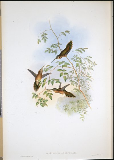 Adolphs eremitt (Phaethornis Adolphi) (håndfarget litho) av John (after) Gould