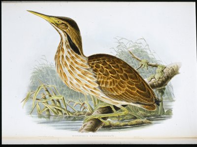 American Bittern (Botaurus Lentiginosus) (håndfarget litho) av John (after) Gould